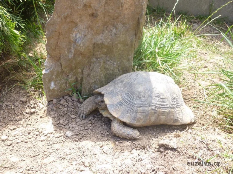 Želva vroubená se plazí po zemi u kamene.