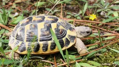 Želva vroubená (Hermannova želva) v přírodě mezi trávou a jehličím.