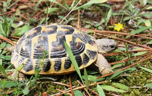 Želva vroubená (Hermannova želva) v přírodě mezi trávou a jehličím.