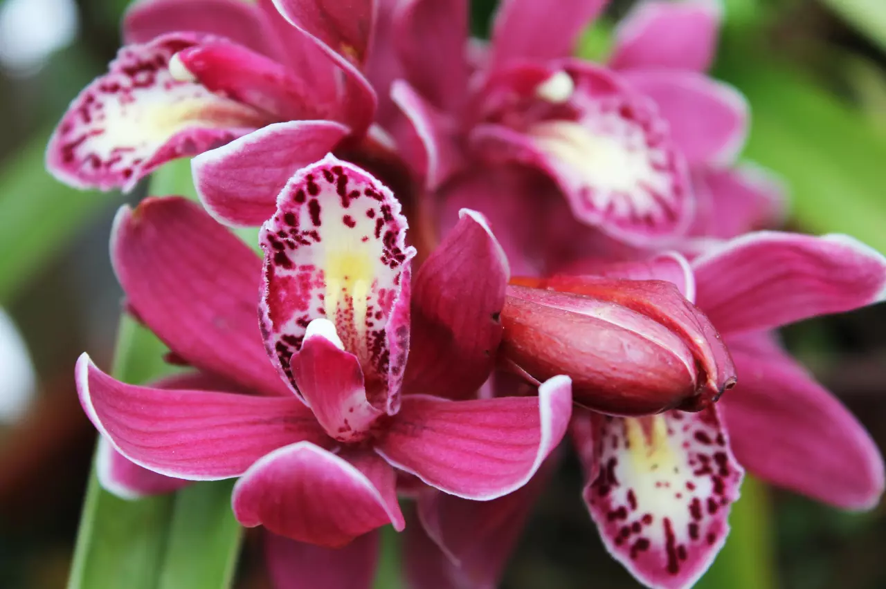 Růžové květy orchideje cymbidium v přírodním prostředí.