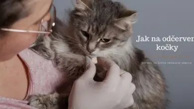 Osoba podává kočce odčervovací tabletu rukama v gumových rukavicích.