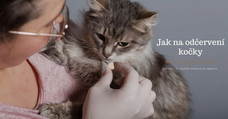 Osoba podává kočce odčervovací tabletu rukama v gumových rukavicích.