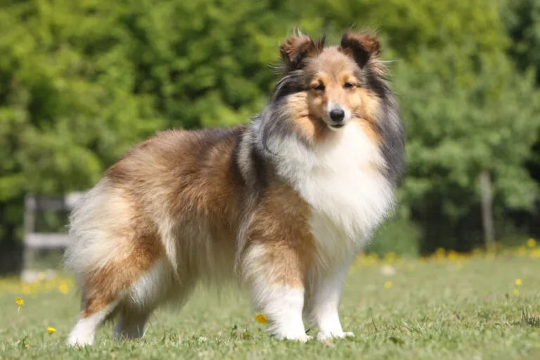 Plesnivý sheltie stojí na trávníku s rozostřenými stromy v pozadí.