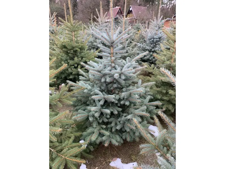 Skupina smrků stříbrných rostoucích v zahradě nebo na plantáži.