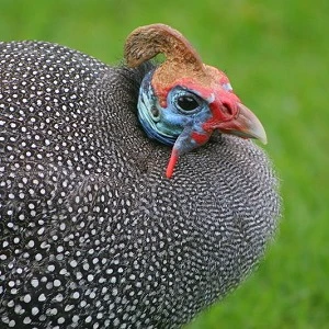 Portrétní fotografie perličky s charakteristickým vzorem na peří.