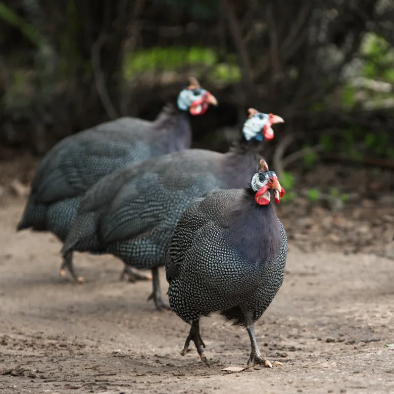 Tři perličky (guineafowl) stojí na zemi v přírodě.