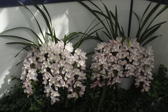 Dvě kvetoucí cymbidiové orchideje s bílo-růžovými květy v nádobách.