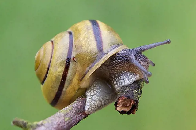 Žlutá páskovka plíživá po větvi v přírodě.