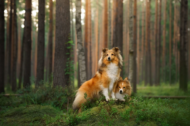 Dva sheltie psi sedí v lesu na mechu mezi stromy.