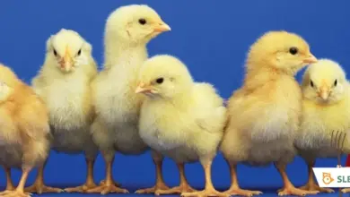 Šest žlutých kuřecích mláďat stojících vedle sebe na modrém pozadí.