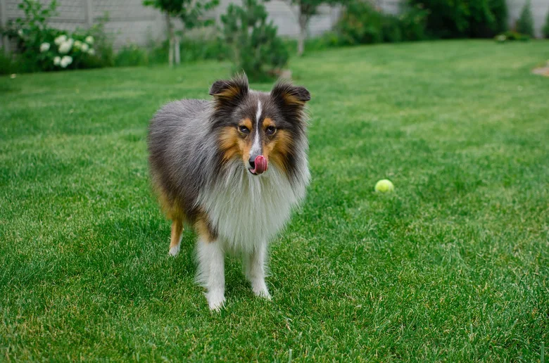 Sheltie pes stojí na trávníku s tenisovým míčem.