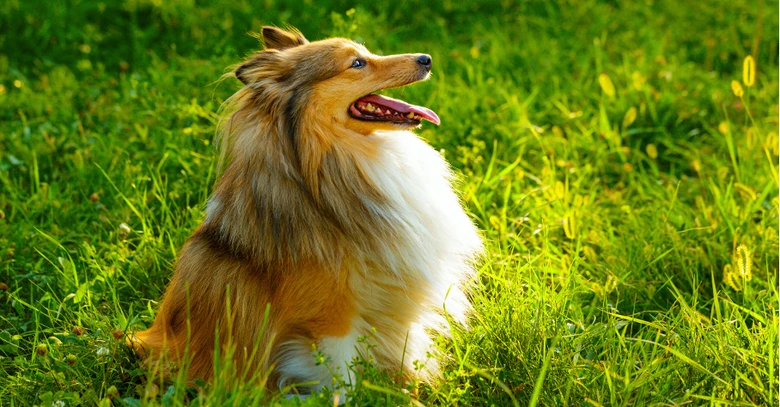 Sheltie pes sedí na trávníku v slunečním světle.