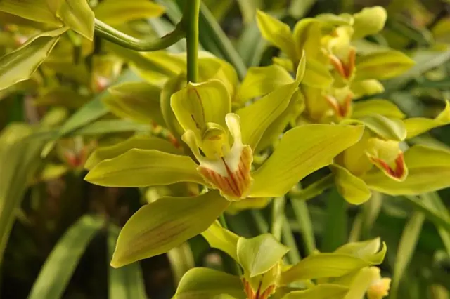 Žluté květy orchideje cymbidium v přírodním prostředí.