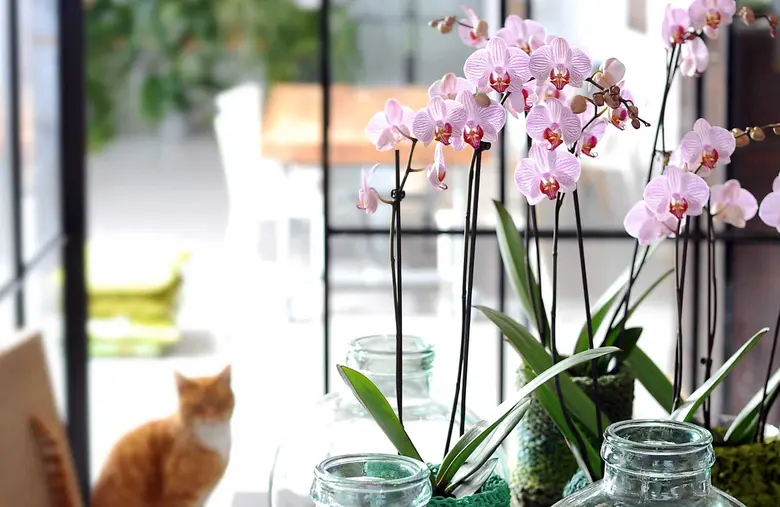 Růžové orchideje v skleněných vázách na okenním parapetu