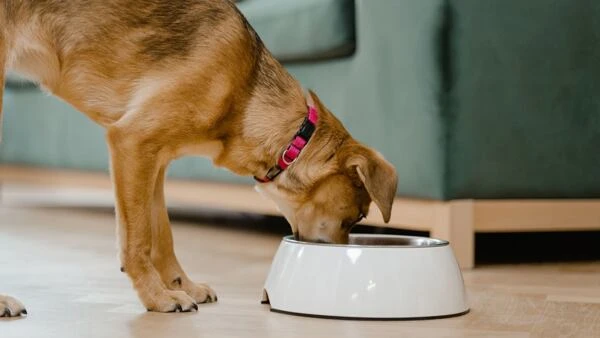 Dog eating from bowl