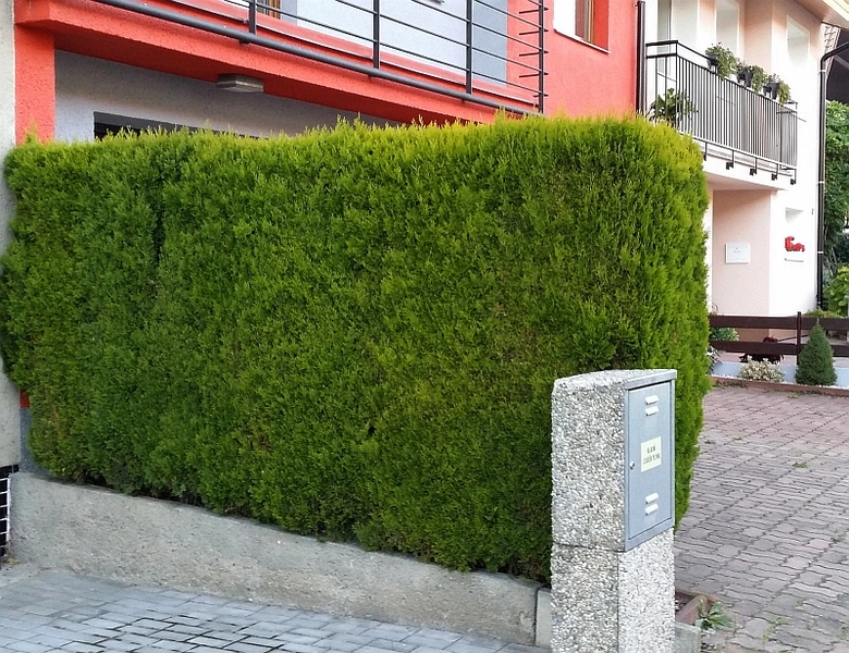 Zelená thujová živý plot před domem s kamenným schránkou.