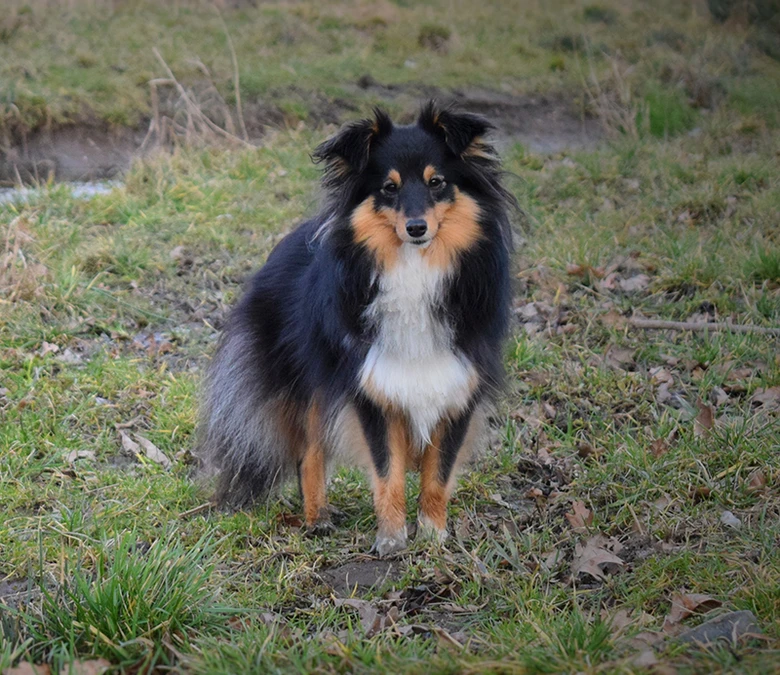 Sheltie pes stojí na trávě venku