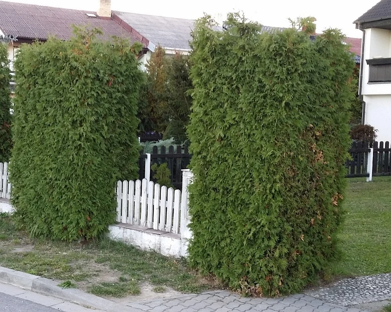 Dvě vysoké thuje v zahradě s bílým plotem na pozadí domů.