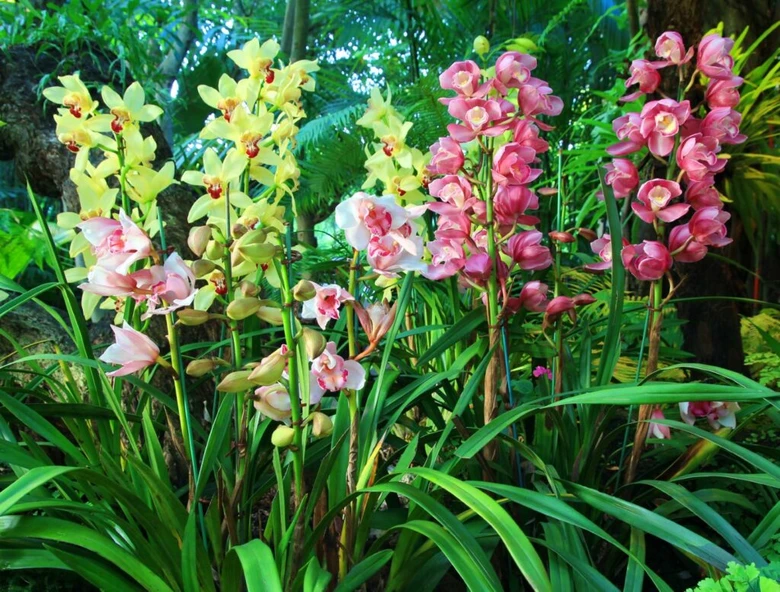 Květy cymbidiových orchidejí v plném květu na pozadí zelené vegetace.