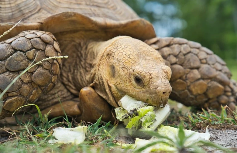 Velká želva vroubená se krmí čerstvou zeleninou.