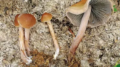 Čtyři hnědé houby rostoucí mezi dřevitým mulčem a půdou.