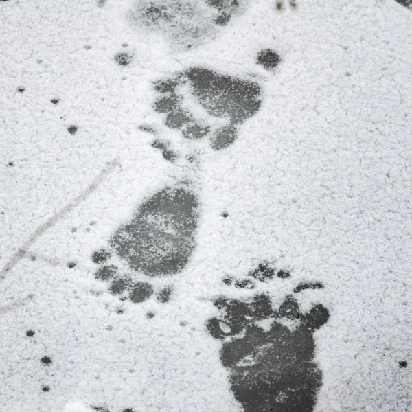 Animal footprints in snow