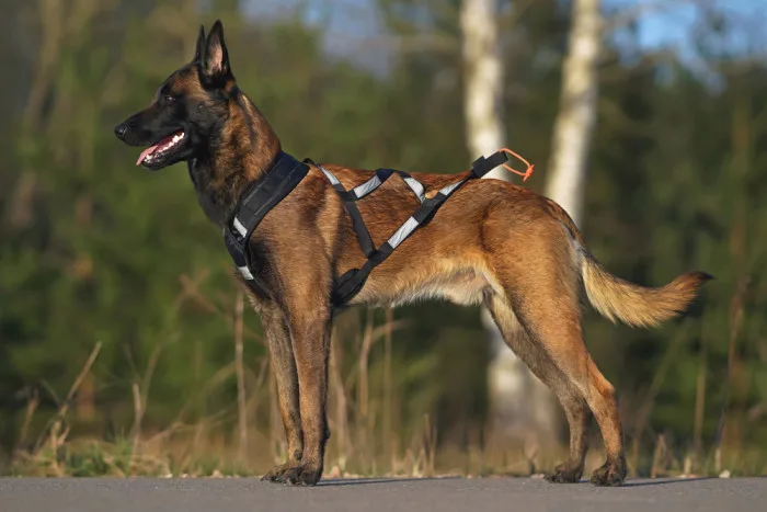 Malinois pes v taktickém oblečení stojí venku.